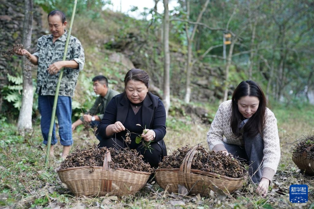 拐枣之乡迎来收获季