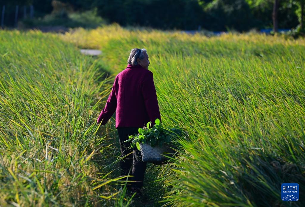 新职业故事丨飞无人机 直播带货 82岁奶奶成了“新农人” 新职业故事丨飞无人机 直播带货 82岁奶奶成了“新农人”