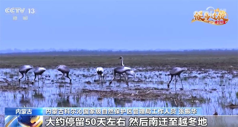 候鸟翔集绘生态新篇 “天空地一体化”监测网络体现迁徙路上的“中国温度”