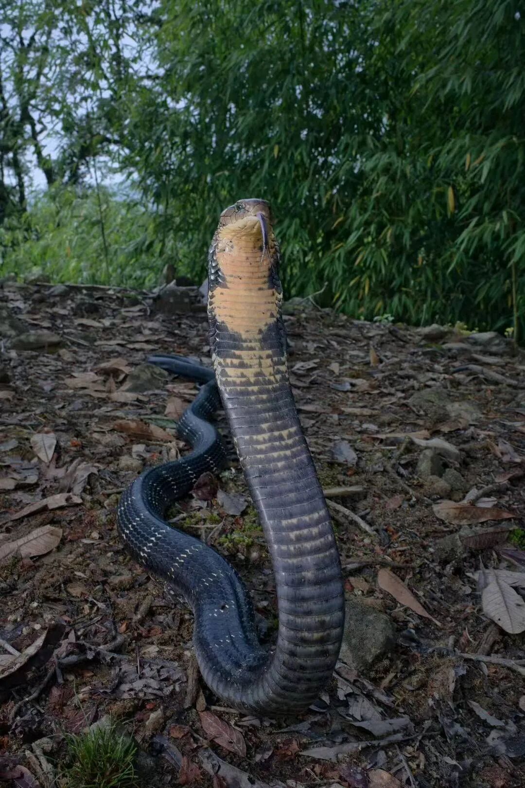 女子错把眼镜王蛇窝当“天然蹦床”?专家辟谣:眼镜王蛇蛇窝不长这样 女子错把眼镜王蛇窝当“天然蹦床”?专家辟谣:眼镜王蛇蛇窝不长这样