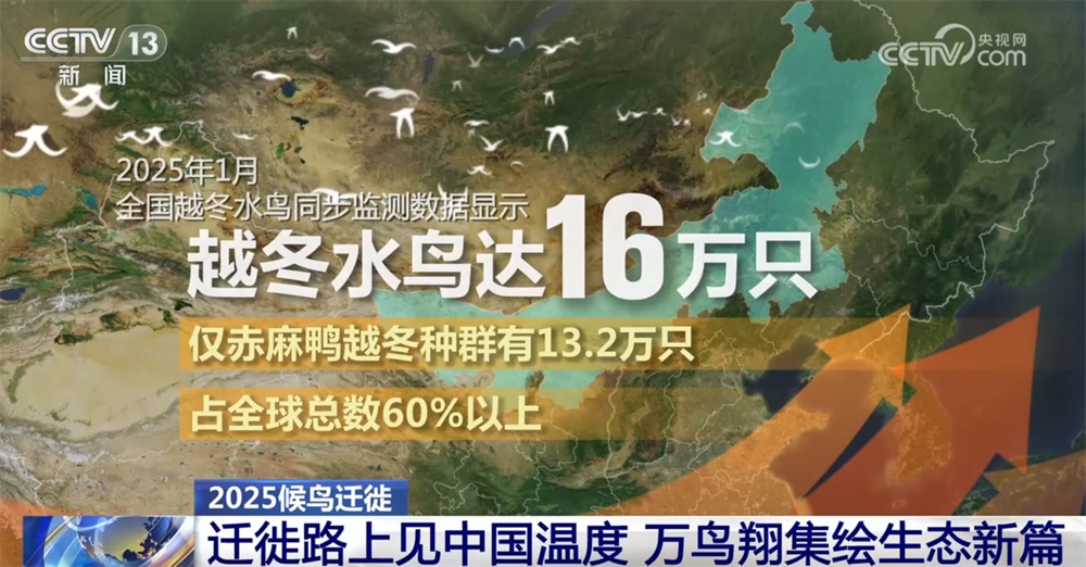 候鸟翔集绘生态新篇 “天空地一体化”监测网络体现迁徙路上的“中国温度”