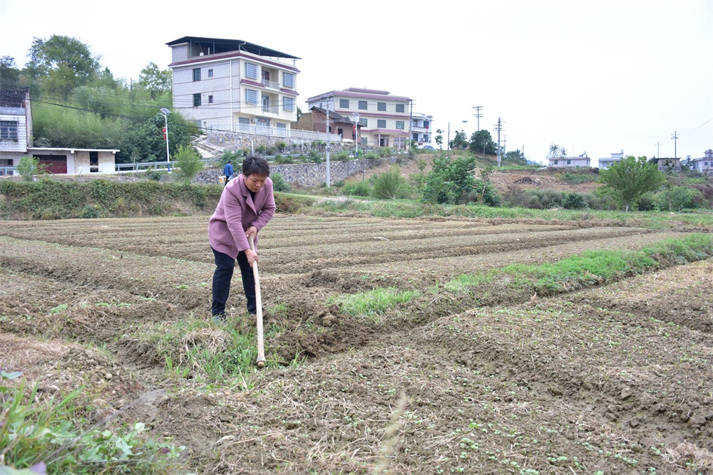 沃野“双生计” 湖南娄底稻油轮作里的增收账
