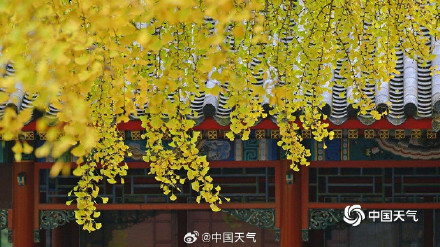 绝美！打卡中山公园秋日视觉盛宴