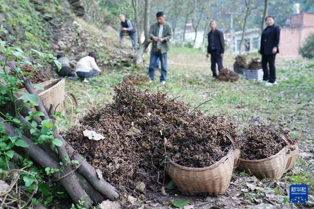 拐枣之乡迎来收获季