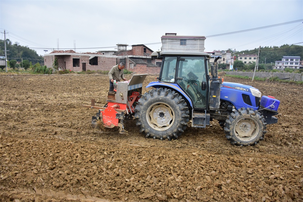沃野“双生计” 湖南娄底稻油轮作里的增收账