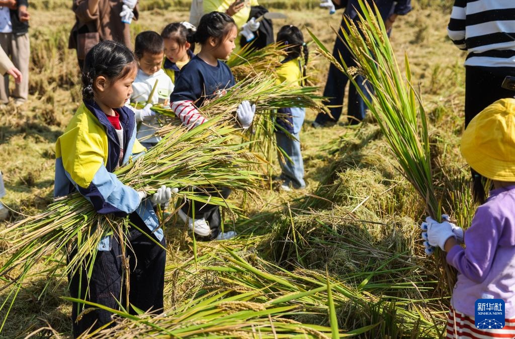 浙江湖州：万亩水稻迎丰收