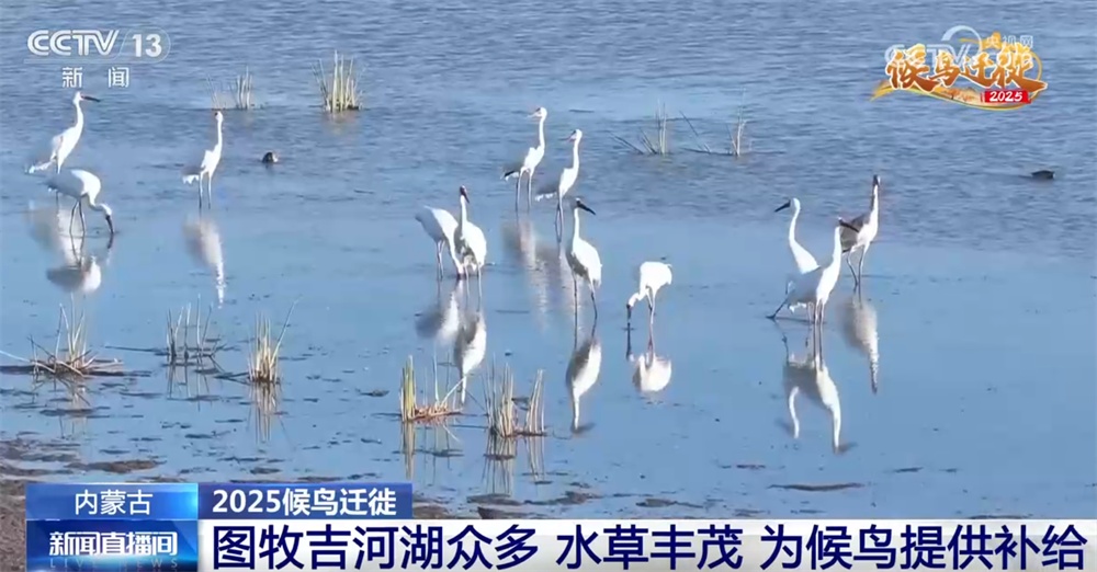 候鸟翔集绘生态新篇 “天空地一体化”监测网络体现迁徙路上的“中国温度”