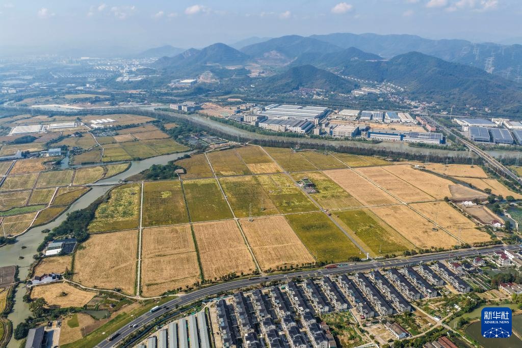 浙江湖州：万亩水稻迎丰收