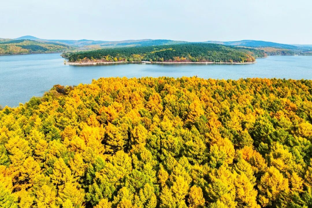 重阳节，净月潭免票！