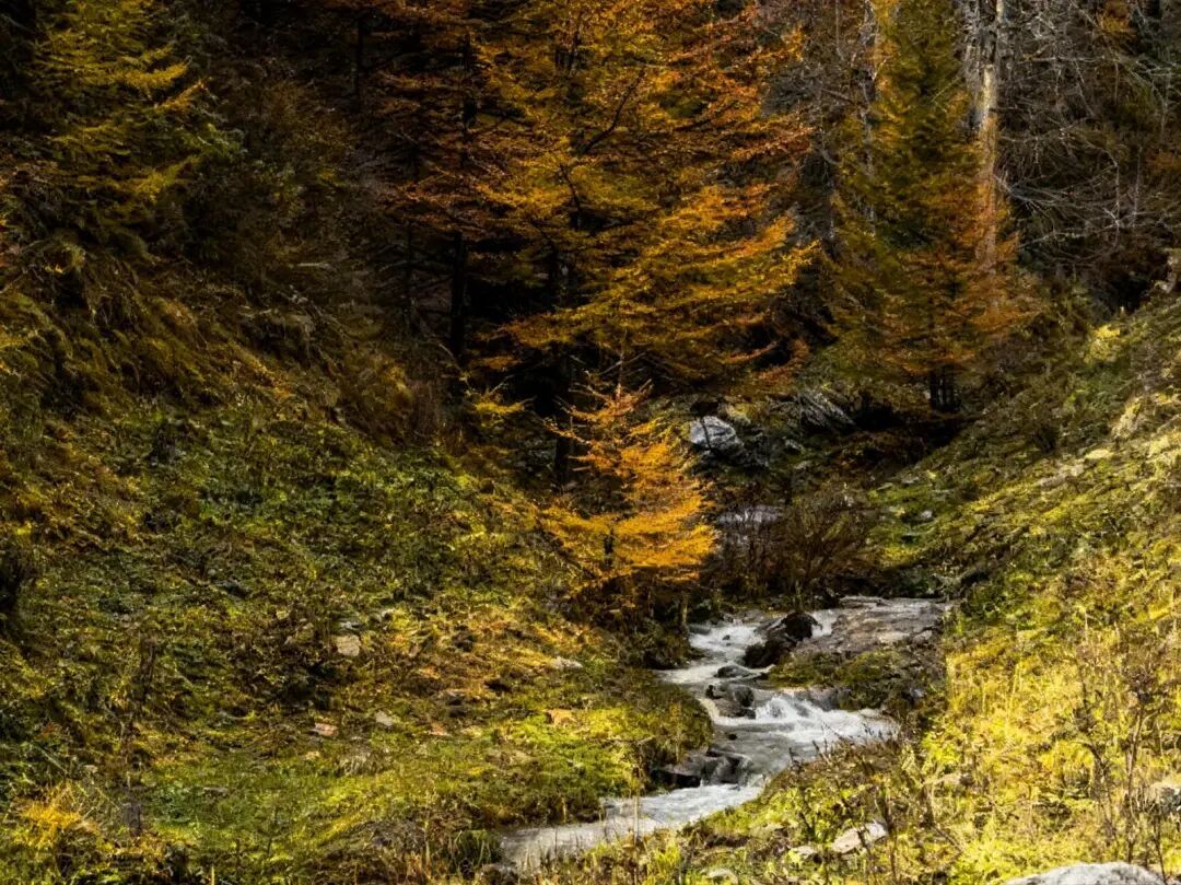 五台山的秋天，太治愈了！