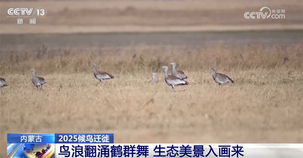 候鸟翔集绘生态新篇 “天空地一体化”监测网络体现迁徙路上的“中国温度”