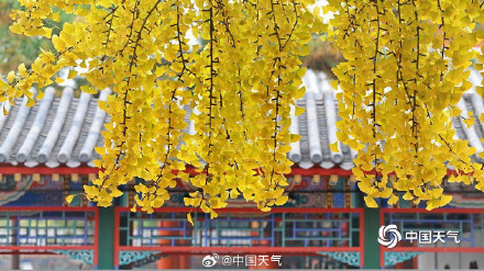 绝美！打卡中山公园秋日视觉盛宴