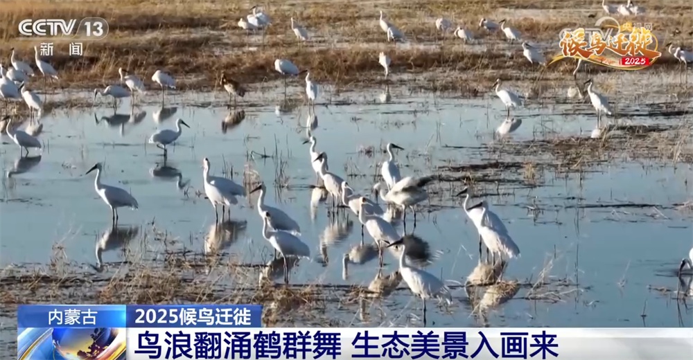 候鸟翔集绘生态新篇 “天空地一体化”监测网络体现迁徙路上的“中国温度”