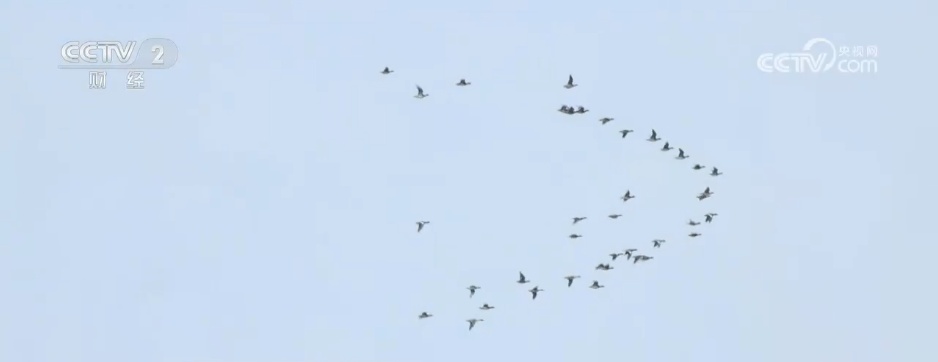 秋日湿地尽显勃勃生机 候鸟蹁跹绘就大美中国生态图景