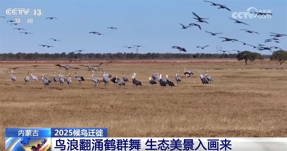 候鸟翔集绘生态新篇 “天空地一体化”监测网络体现迁徙路上的“中国温度”