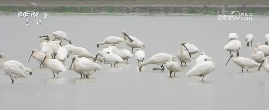 秋日湿地尽显勃勃生机 候鸟蹁跹绘就大美中国生态图景