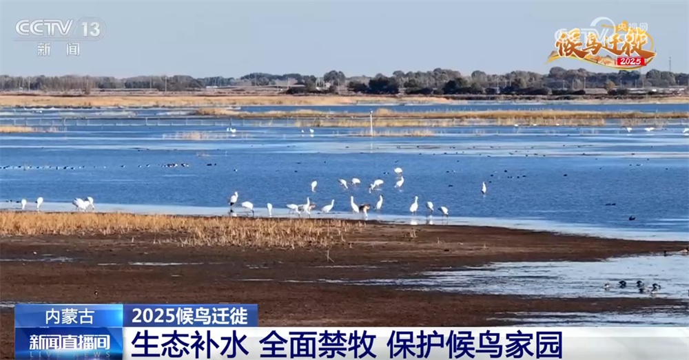 候鸟翔集绘生态新篇 “天空地一体化”监测网络体现迁徙路上的“中国温度”