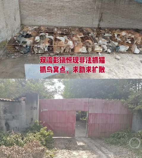 现场发现被困小猫102只，“非法囤猫”？成都通报