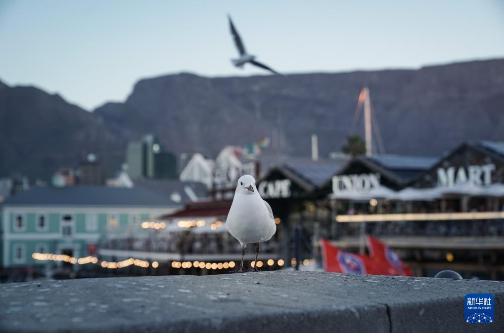 走近南非立法首都开普敦