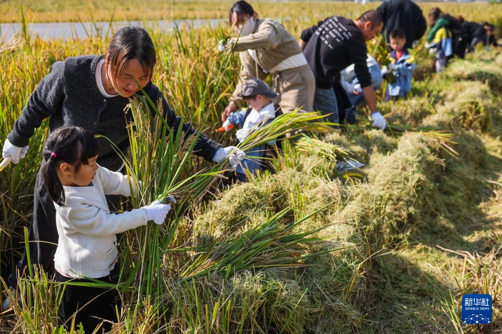 浙江湖州：万亩水稻迎丰收