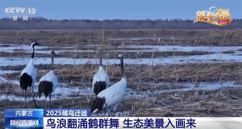 候鸟翔集绘生态新篇 “天空地一体化”监测网络体现迁徙路上的“中国温度”