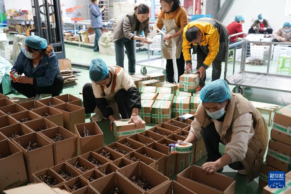 拐枣之乡迎来收获季