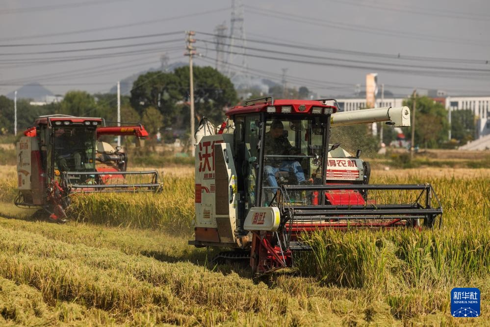浙江湖州：万亩水稻迎丰收