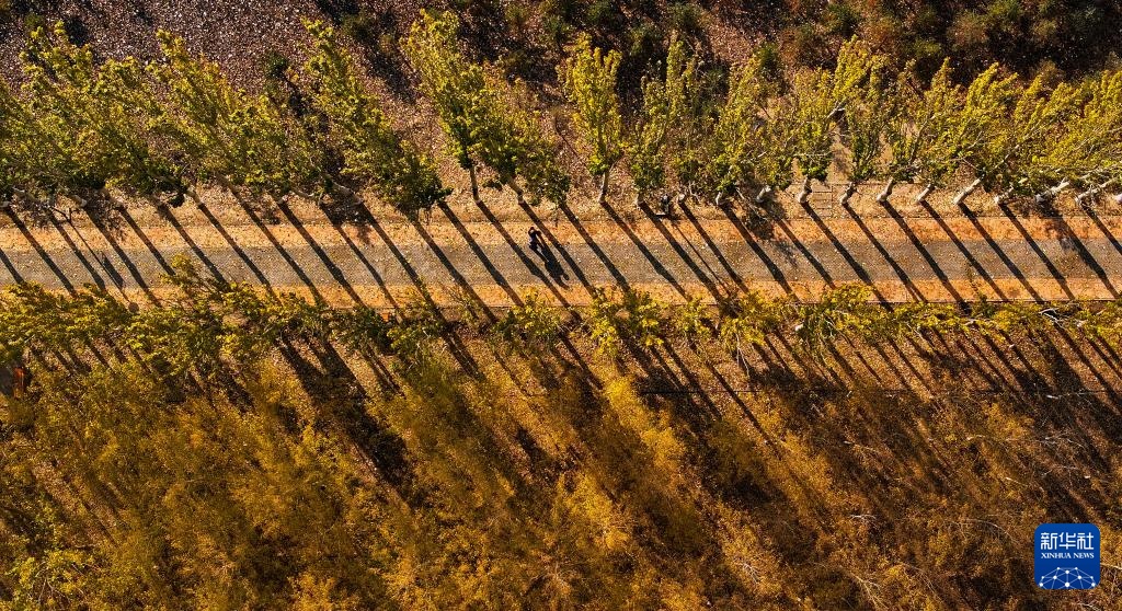 美丽中国丨塞上湖城秋意浓 美丽中国丨塞上湖城秋意浓
