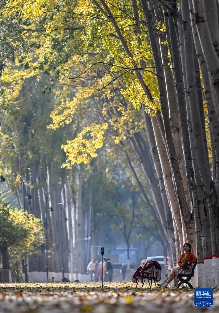 美丽中国丨塞上湖城秋意浓 美丽中国丨塞上湖城秋意浓