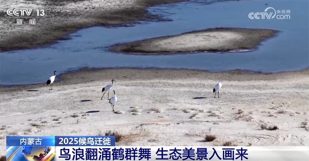 候鸟翔集绘生态新篇 “天空地一体化”监测网络体现迁徙路上的“中国温度”