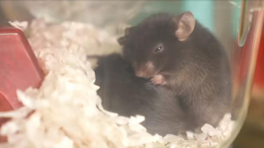 “动物航天员”队伍上新！小鼠如何完成奇妙的太空之旅？