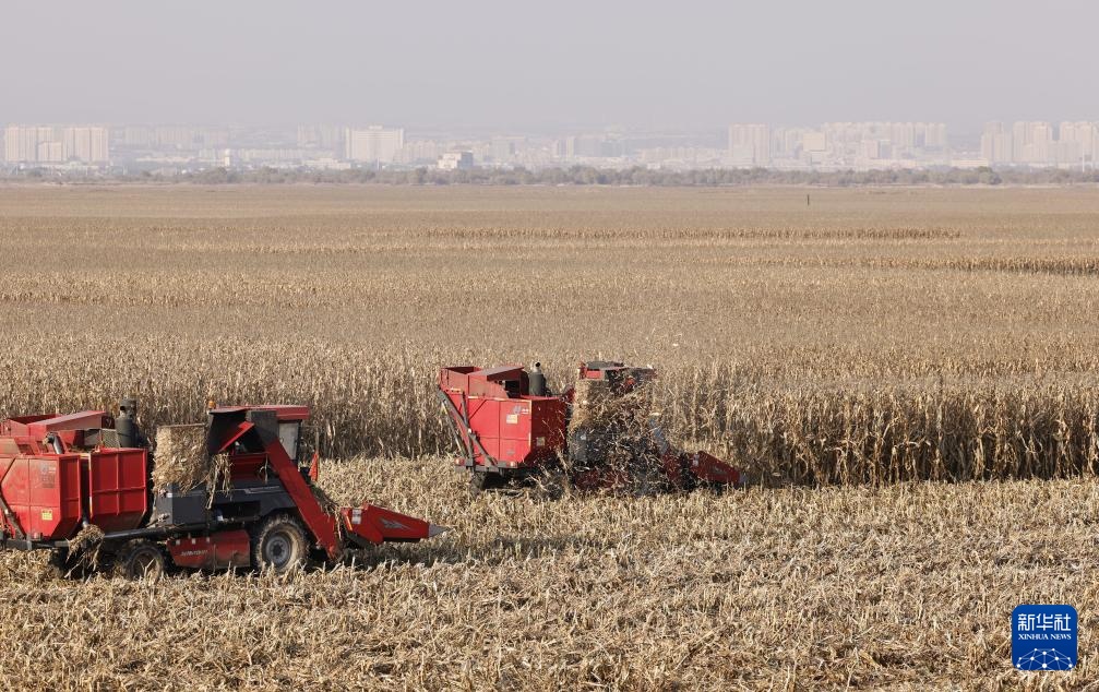 内蒙古鄂尔多斯:农民抢收忙 内蒙古鄂尔多斯:农民抢收忙