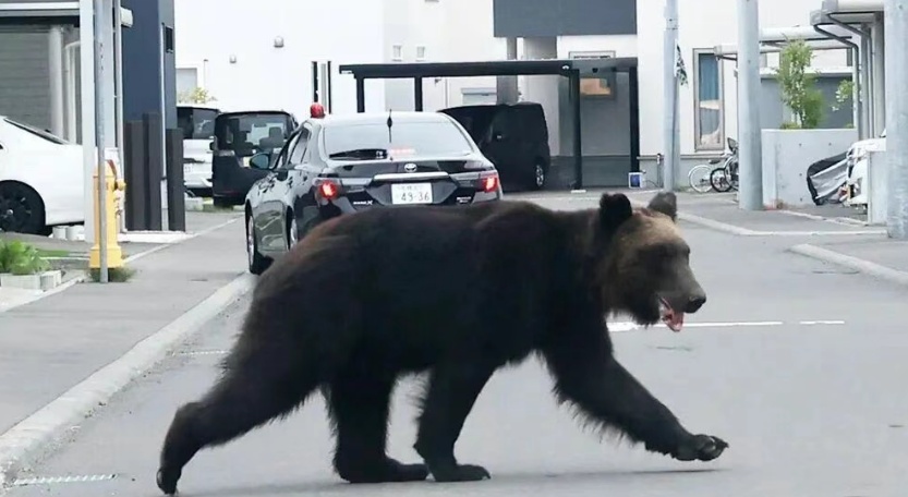 遭遇“熊出没”,日本多地学校被迫停课 遭遇“熊出没”,日本多地学校被迫停课