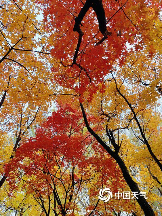 仰头见秋!北京的天空是彩叶织成的 仰头见秋!北京的天空是彩叶织成的