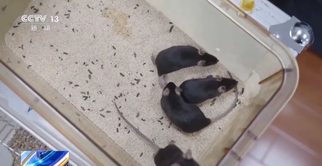 训练画面公布！4只小老鼠将乘神舟飞船上太空，成为动物航天员有多难？