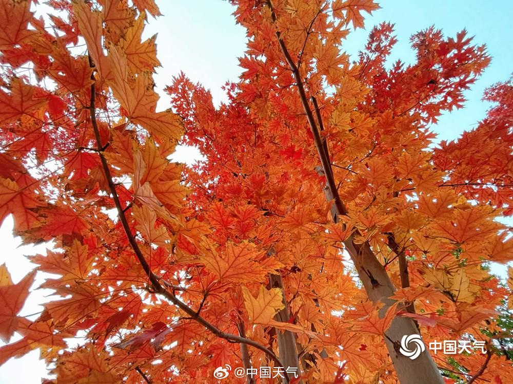 仰头见秋!北京的天空是彩叶织成的 仰头见秋!北京的天空是彩叶织成的