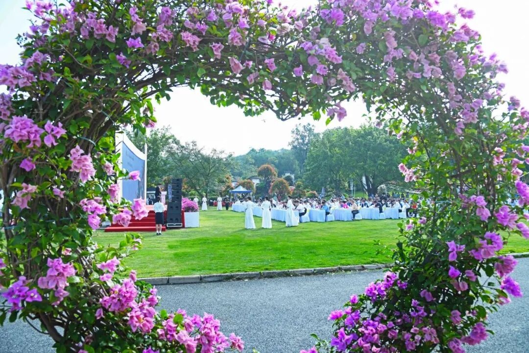 三角梅怒放 2025广州花都和美乡村三角梅赏花季活动开幕