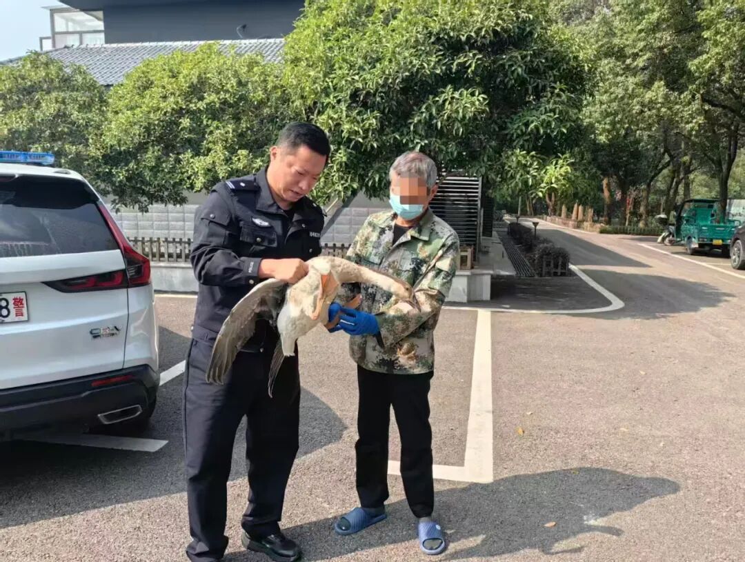 买卖“大鹅”引纠纷？民警调解时意外救下国家二级保护动物鸿雁！