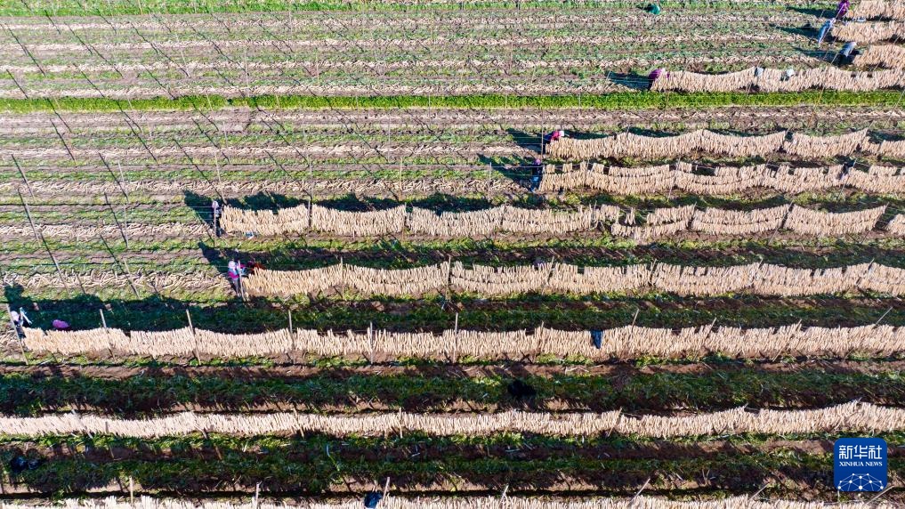 宁夏红寺堡萝卜丰收 宁夏红寺堡萝卜丰收
