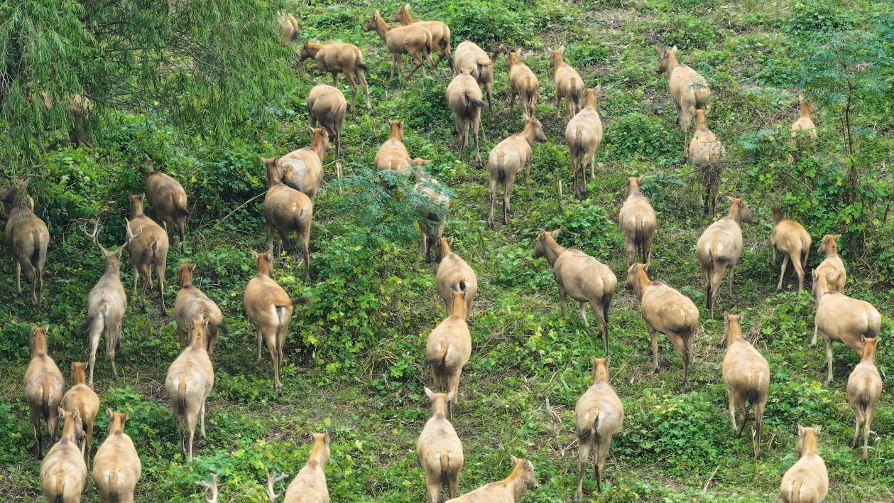 湖北石首：看麋鹿江豚共舞生态画卷