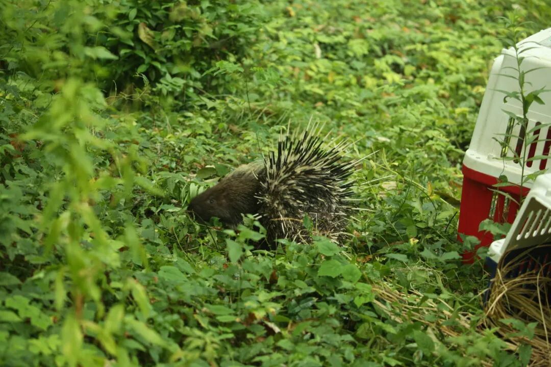 两只豪猪在南京街头“夜跑”，红山动物园：近日没有豪猪出逃
