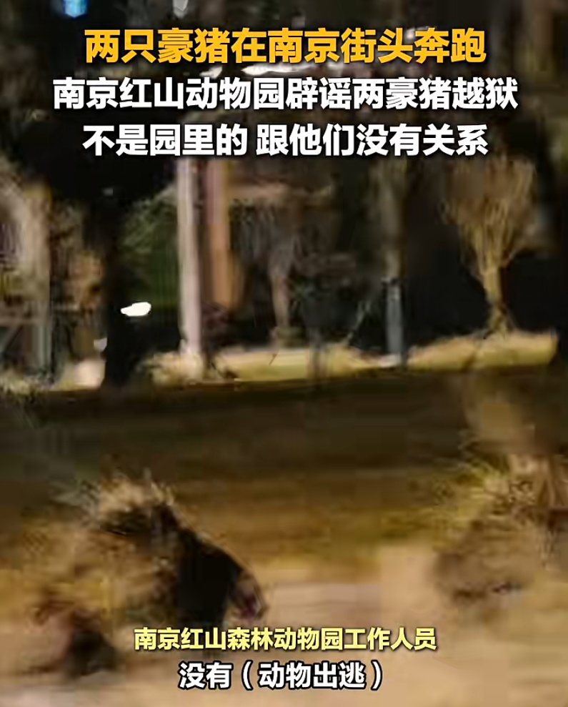两只豪猪在南京街头“夜跑”，红山动物园：近日没有豪猪出逃