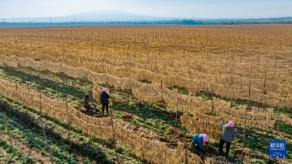 宁夏红寺堡萝卜丰收 宁夏红寺堡萝卜丰收
