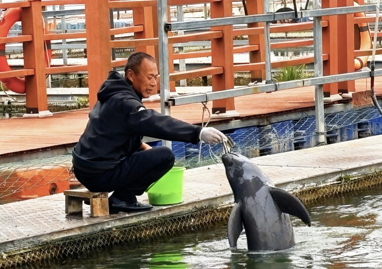 湖北石首：看麋鹿江豚共舞生态画卷