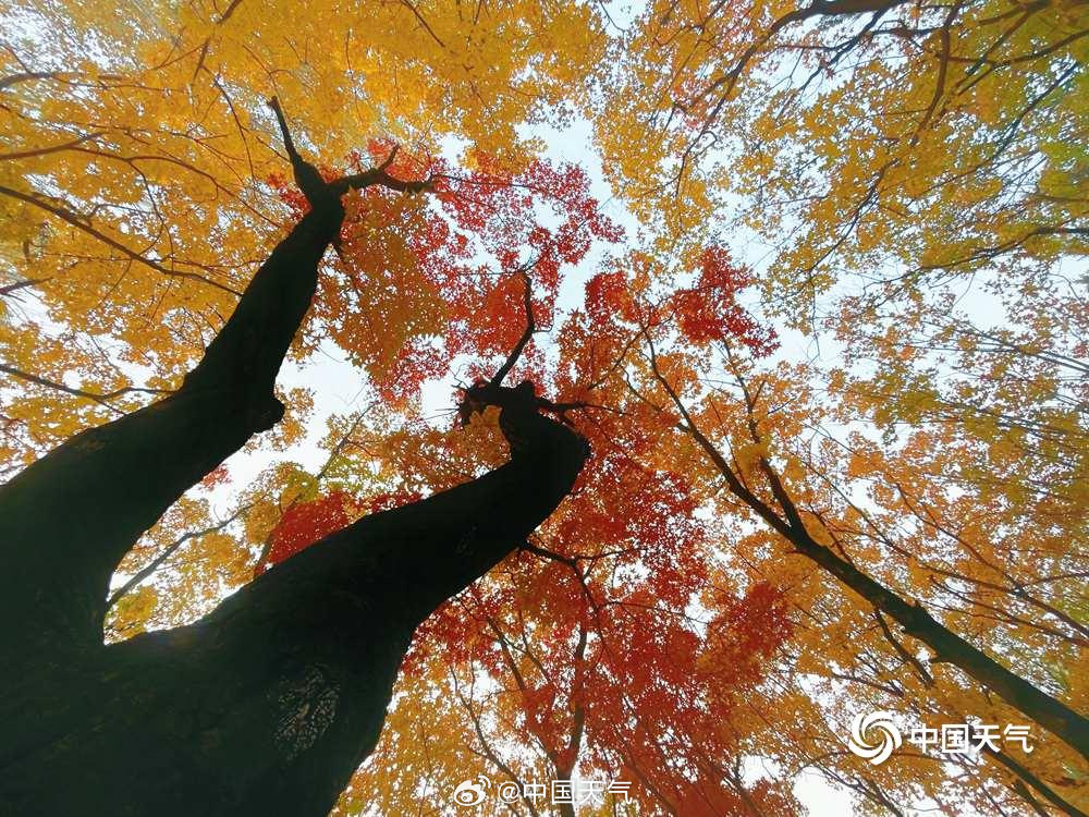 仰头见秋!北京的天空是彩叶织成的 仰头见秋!北京的天空是彩叶织成的