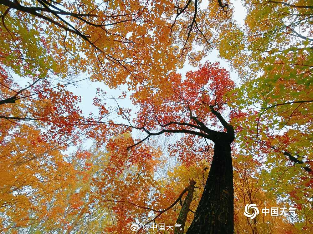 仰头见秋!北京的天空是彩叶织成的 仰头见秋!北京的天空是彩叶织成的