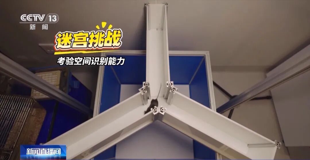 训练画面公布！4只小老鼠将乘神舟飞船上太空，成为动物航天员有多难？