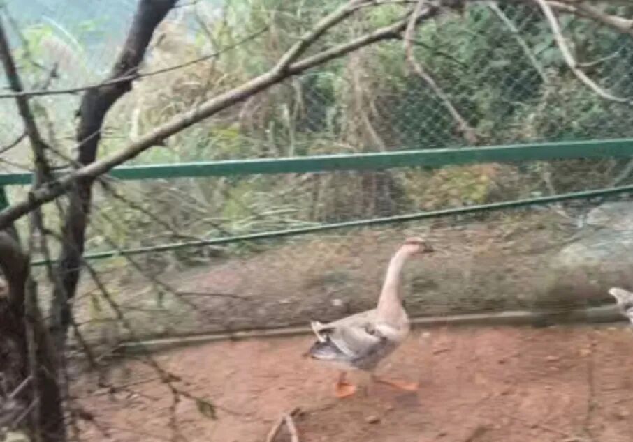 买卖“大鹅”引纠纷？民警调解时意外救下国家二级保护动物鸿雁！