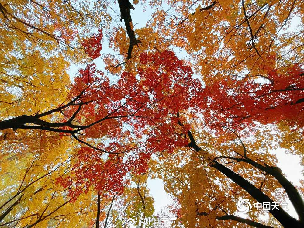 仰头见秋!北京的天空是彩叶织成的 仰头见秋!北京的天空是彩叶织成的