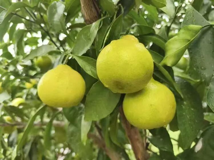 “买不到，根本买不到”！这个水果7天售完25000斤！